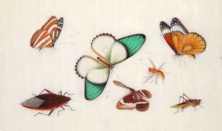 Butterflies & Insects.