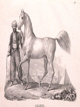 Item nr. 112141 Araber. Naturhistorische Bilder Gallerie aus dem Thierreiche. Karl Joseph Brodtmann