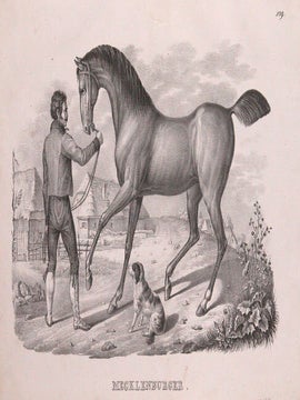 Mecklenburger. Naturhistorische Bilder Gallerie aus dem Thierreiche.