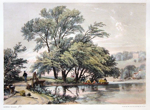 Item nr. 112336 Common Willow. The Park and the Forest. James Duffield Harding.
