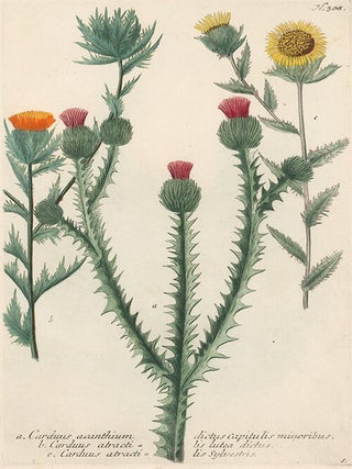 Carduus Acanthium. Phytanthoza Iconographia.