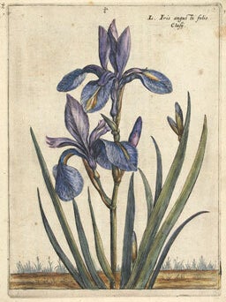 Hortus Floridus.