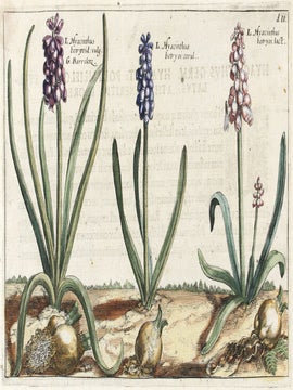 Hortus Floridus.