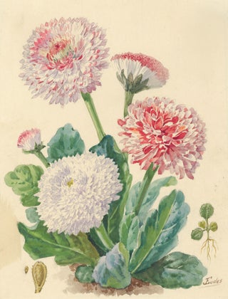 Item nr. 119825 Chrysanthemums. Jules Eugène Eudes
