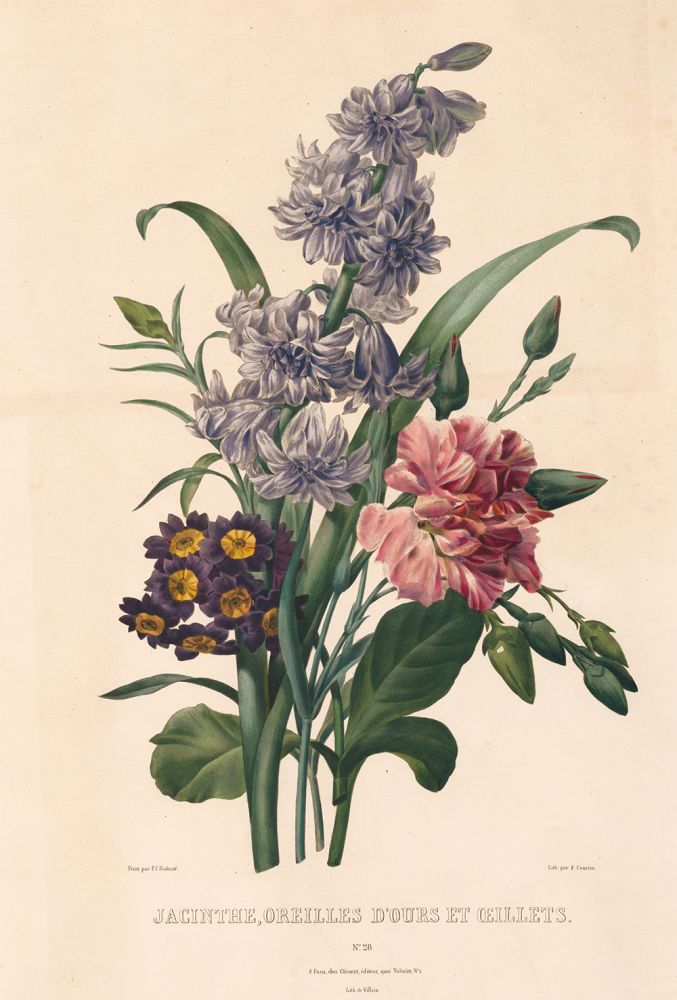 Item nr. 119950 Jacinthe, Oreilles D'Ours et Oeillets. Choix des Plus Belles Fleurs. Pierre Joseph Redoute.