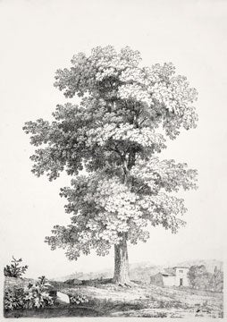 Item nr. 121509 [Oak Tree Study.]. Jean Victor Bertin