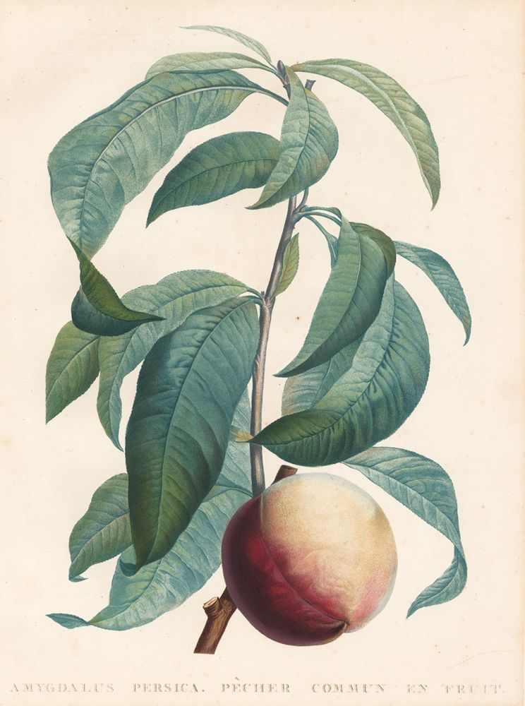 Item nr. 122226 Pêcher Commun En Fruit (Peach). La Botanique. Pierre Joseph Redoute, Jean-Jaques Rousseau.