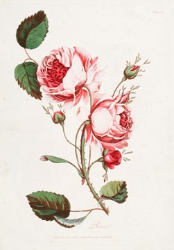 Item nr. 123095 Rose. Encyclopedia Londinensis