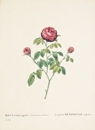 Item nr. 123109 Les Roses. Pierre-Joseph Redoute