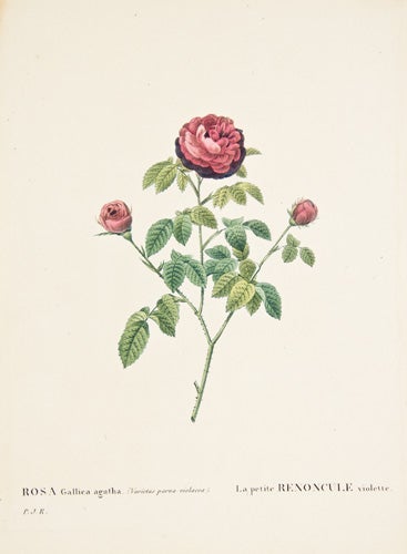 Item nr. 123109 Les Roses. Pierre-Joseph Redoute.