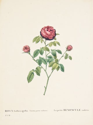 Les Roses.