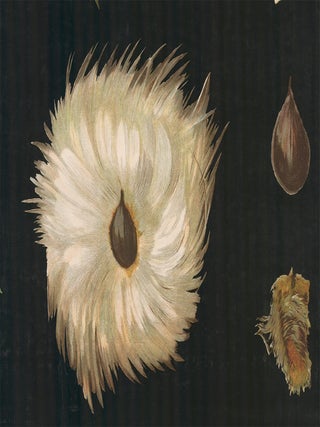 Botanical Teaching Charts.