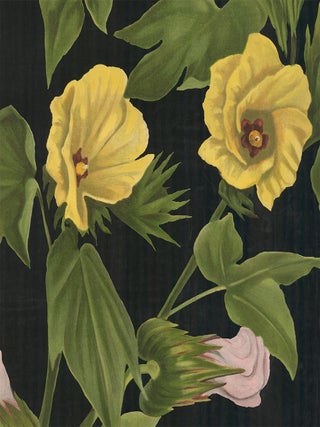 Botanical Teaching Charts.