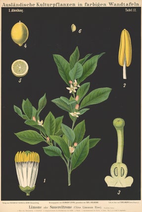 Item nr. 123153 Lime or lemon wall chart. Auslandische Kulturpflanzen in farbigen Wandtafeln....