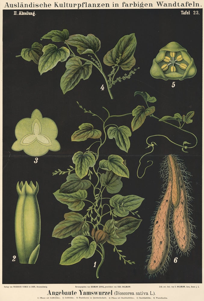 Item nr. 123154 Cultivated Yam wall chart. Auslandische Kulturpflanzen in farbigen Wandtafeln. Carl Bollmann, Hermann Zippel.