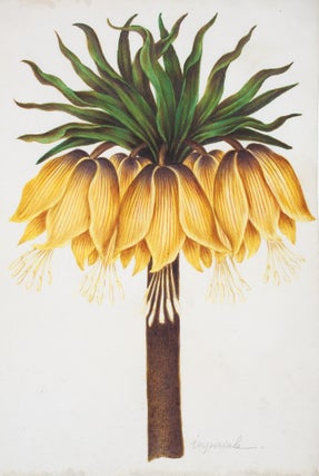 Item nr. 123364 Fritillaria Imperiale. Nicolas Robert, or School of
