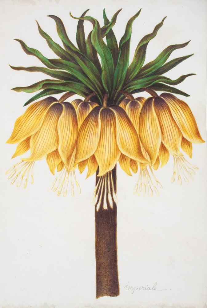 Item nr. 123364 Fritillaria Imperiale. Nicolas Robert, or School of.