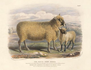 Item nr. 123513 The South Down Breed. The Breeds of the Domestic Animals of the British Islands....