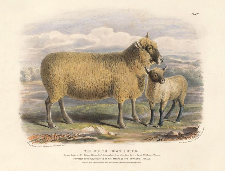 Item nr. 123513 The South Down Breed. The Breeds of the Domestic Animals of the British Islands. David Low.