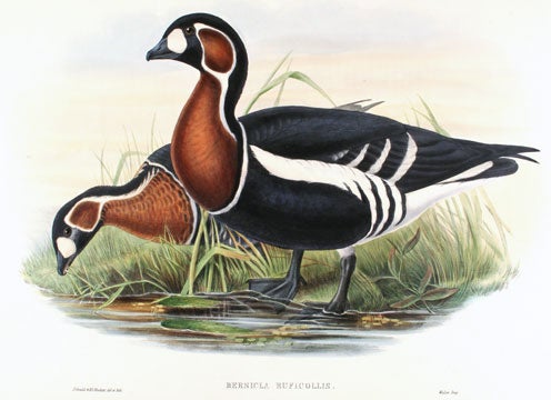 Item nr. 123514 The Birds of Great Britain. John Gould.