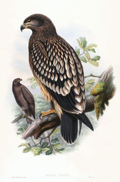 Item nr. 123515 Aquila Naevia [Spotted Eagle]. The Birds of Great Britain. John Gould