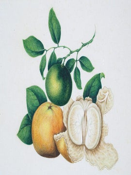 Tangerines.