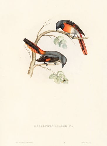 Item nr. 124006 Muscepeta Peregrina. A Century of Birds from the Himalaya Mountain. John Gould.