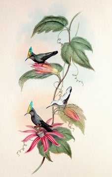 Item nr. 124010 A Monograph of the Trochilidae, or Family of Hummingbirds. John Gould, Richard...