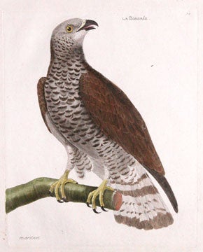 Item nr. 124016 La Bondree. Petit Atlas d'Ornithologie. Alexandre Martinet