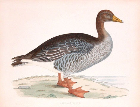 Item nr. 124017 Grey-lag Goose. A History of British Gamebirds and Wild Fowl. Beverly Robinson Morris.