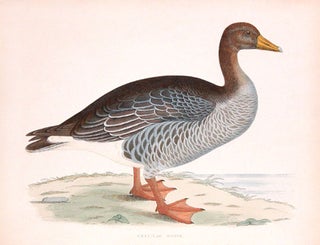 Grey-lag Goose. A History of British Gamebirds and Wild Fowl.