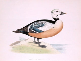 Item nr. 124018 Steller's Western Duck. A History of British Gamebirds and Wild Fowl. Beverly...