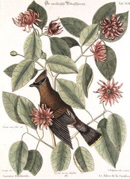 Garrulus Carolinensis. Sammlung verschiedener auslaendisher und seltener.