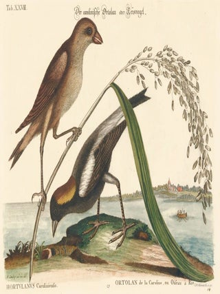 Item nr. 124031 Ortolan de la Caroline, ou Oifeau a Ris. Sammlung verschiedener auslaendisher und...