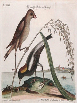 Ortolan de la Caroline, ou Oifeau a Ris. Sammlung verschiedener auslaendisher und seltener.