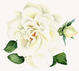 Item nr. 124059 White Rose. Christina/ Davis