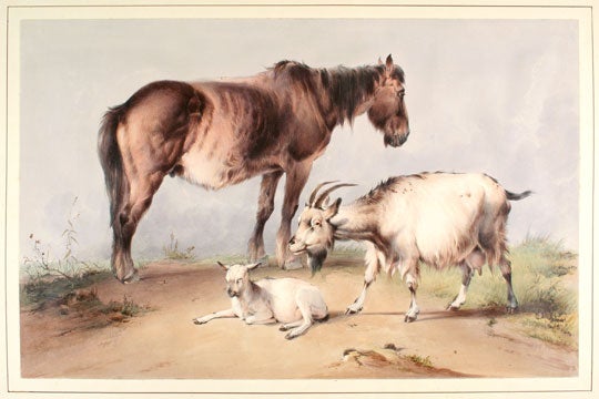 Item nr. 124374 Groups of Cattle Drawn from Nature. Thomas Sidney Cooper.