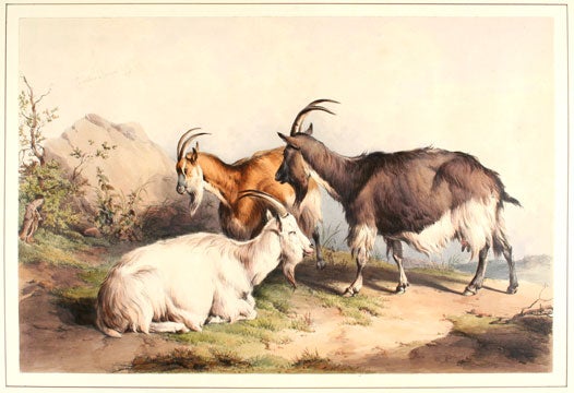 Item nr. 124376 Groups of Cattle Drawn from Nature. Thomas Sidney Cooper.