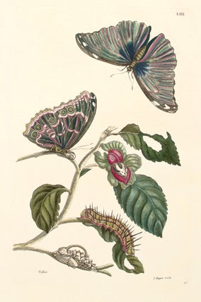 Item nr. 124549 Pl. LIII. Netflier. Histoire Generale des Insectes de Surinam et de Toute...
