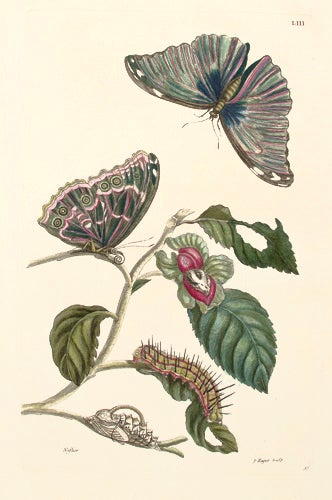 Item nr. 124549 Pl. LIII. Netflier. Histoire Generale des Insectes de Surinam et de Toute L'Europe. Maria Sibylla Merian.