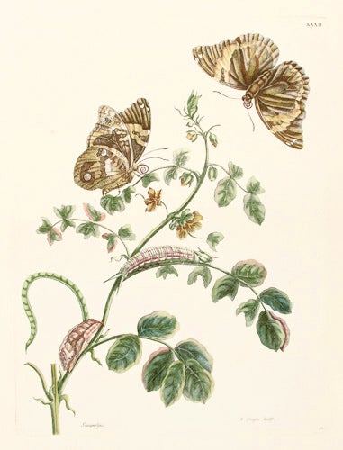 Item nr. 124558 Pl. XXXII. Slaaperljies. Histoire Generale des Insectes de Surinam et de Toute L'Europe. Maria Sibylla Merian.
