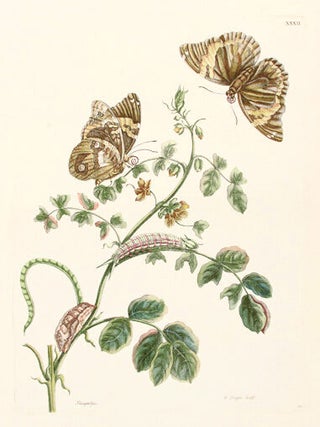 Pl. XXXII. Slaaperljies. Histoire Generale des Insectes de Surinam et de Toute L'Europe.