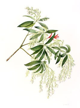 Peris Japonica.