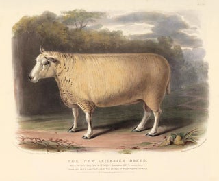 Item nr. 124711 The New Leicester Breed. The Breeds of the Domestic Animals of the British...