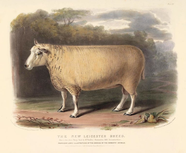 Item nr. 124711 The New Leicester Breed. The Breeds of the Domestic Animals of the British Islands. David Low.