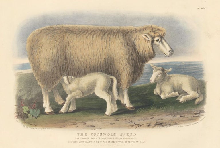 Item nr. 124713 The Cotswold Breed. The Breeds of the Domestic Animals of the British Islands. David Low.