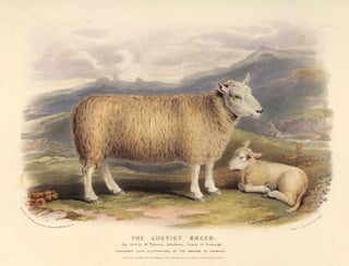 Item nr. 124714 The Cheviot Breed. The Breeds of the Domestic Animals of the British Islands....