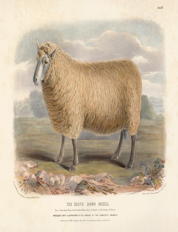 The South Down Breed. The Breeds of the Domestic Animals of the British ...