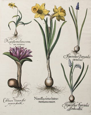 Narcissus totus luteus mantanus maior.