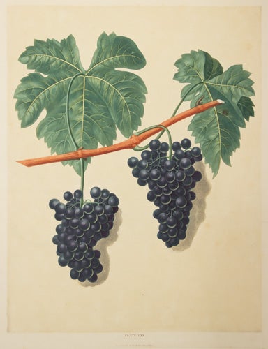 Item nr. 126041 Grapes. Pomona Britannica. George Brookshaw.